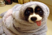 cachorro doido