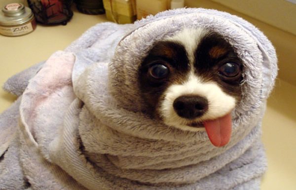 cachorro doido
