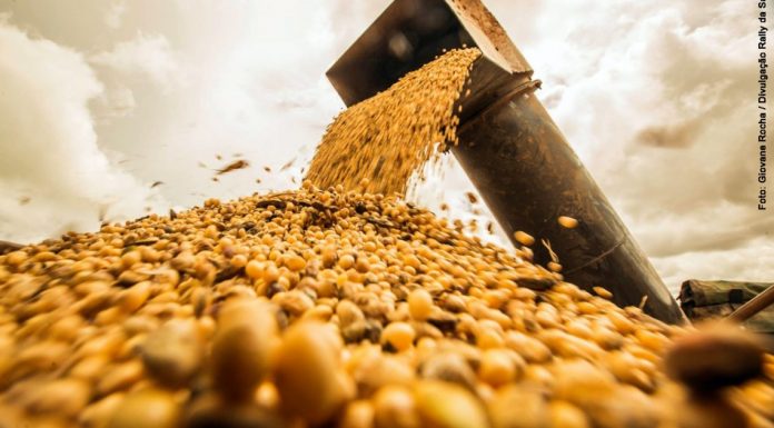 Soja deve continuar lucrativa em 2020, garantem especialistas em agroeconomia