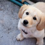 dog-2570398_960_720