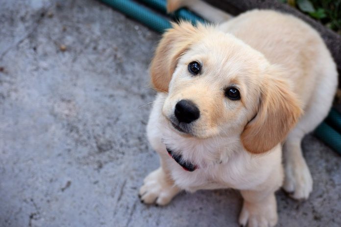 dog-2570398_960_720