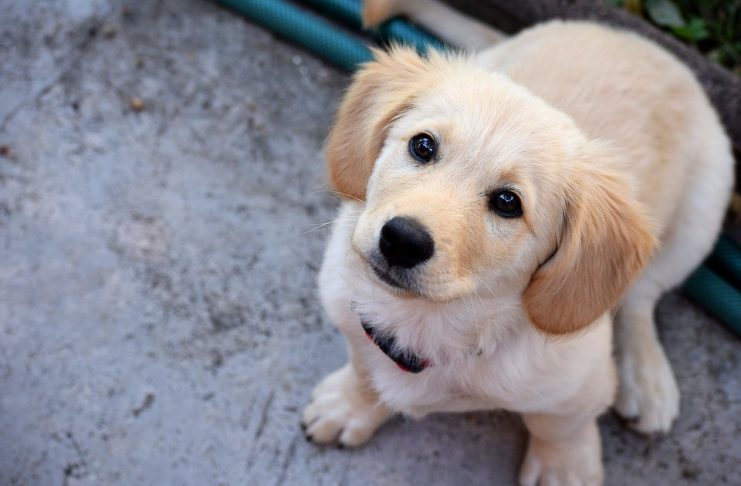 BAZAR BENEFICENTE EM PROL DOS ANIMAIS EM SITUAÇÃO DE ABANDONO NAS RUAS DE CLEVELÂNDIA